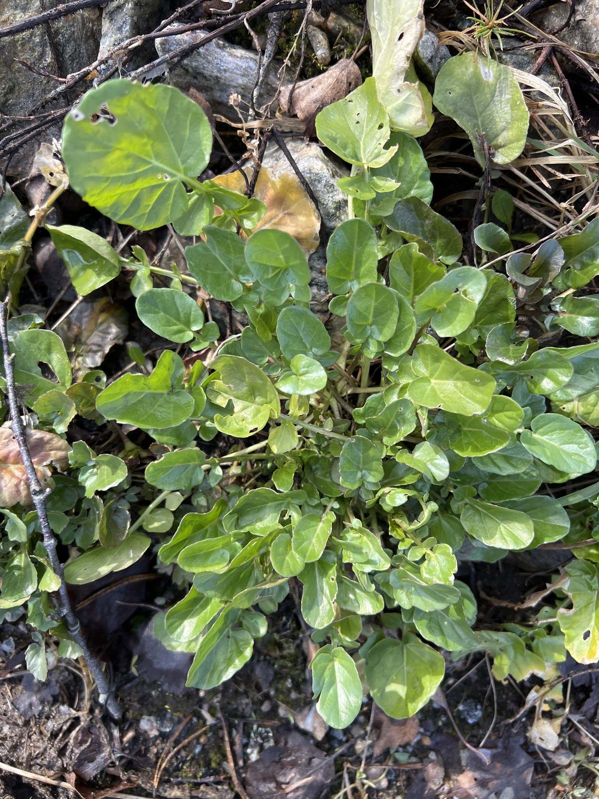 Barbarea (wintercresses) (alternate view 4)