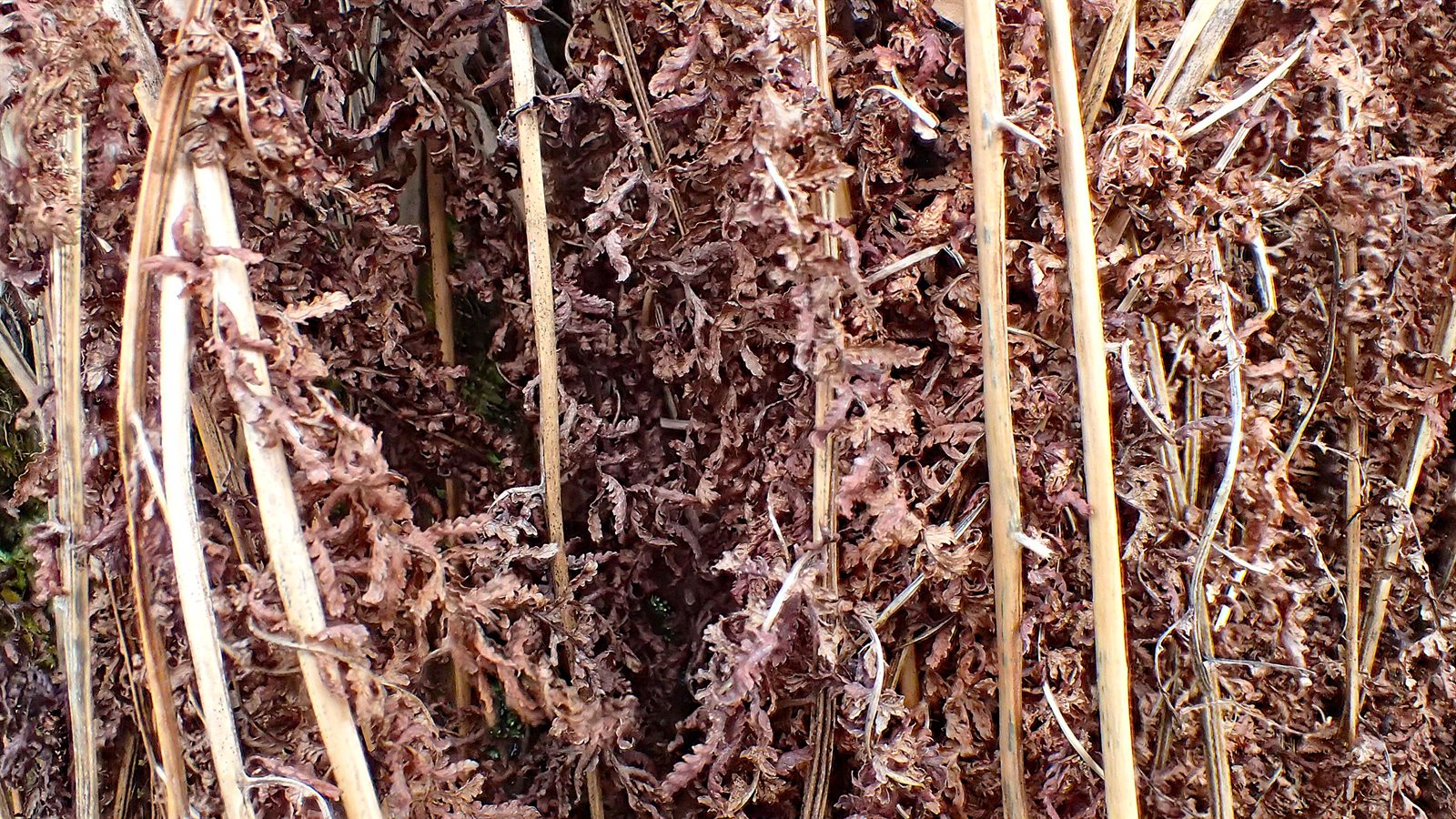 Athyrium filix-femina (lady fern) (alternate view 11)