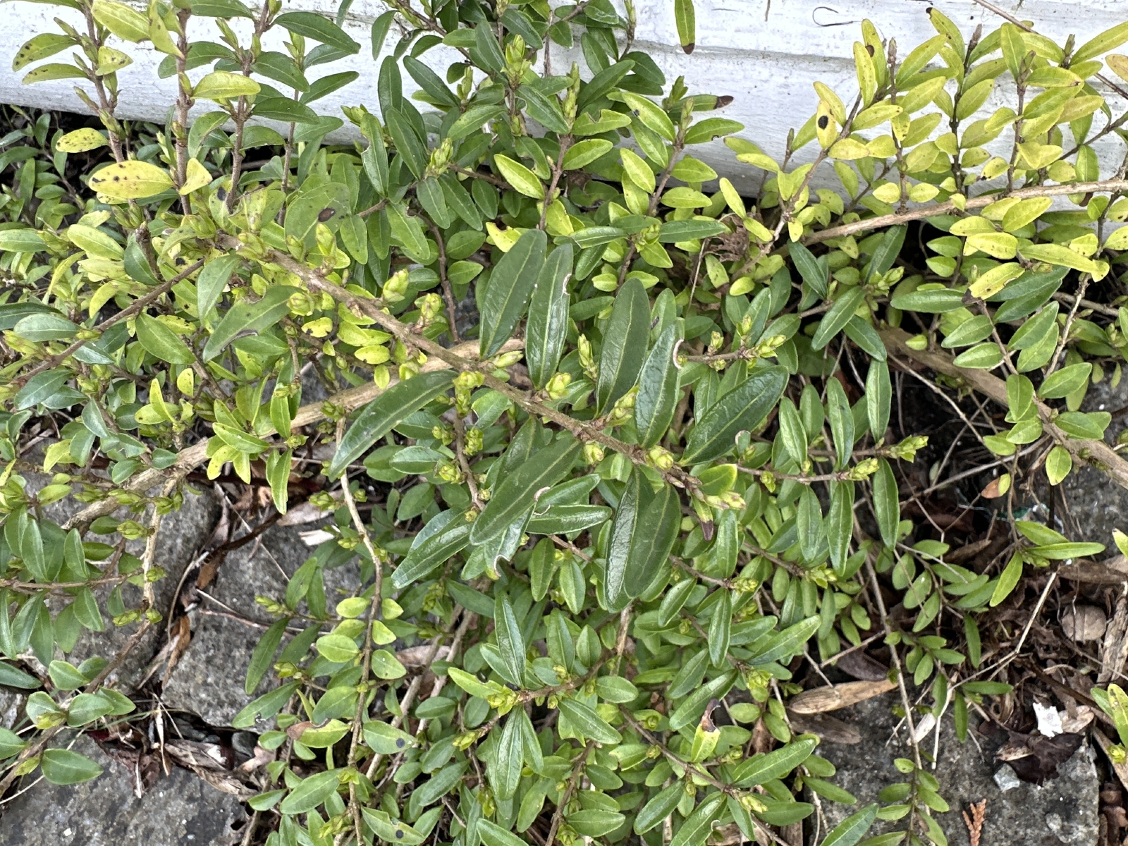 Lonicera nitida (Boxleaf Honeysuckle) (alternate view 2)