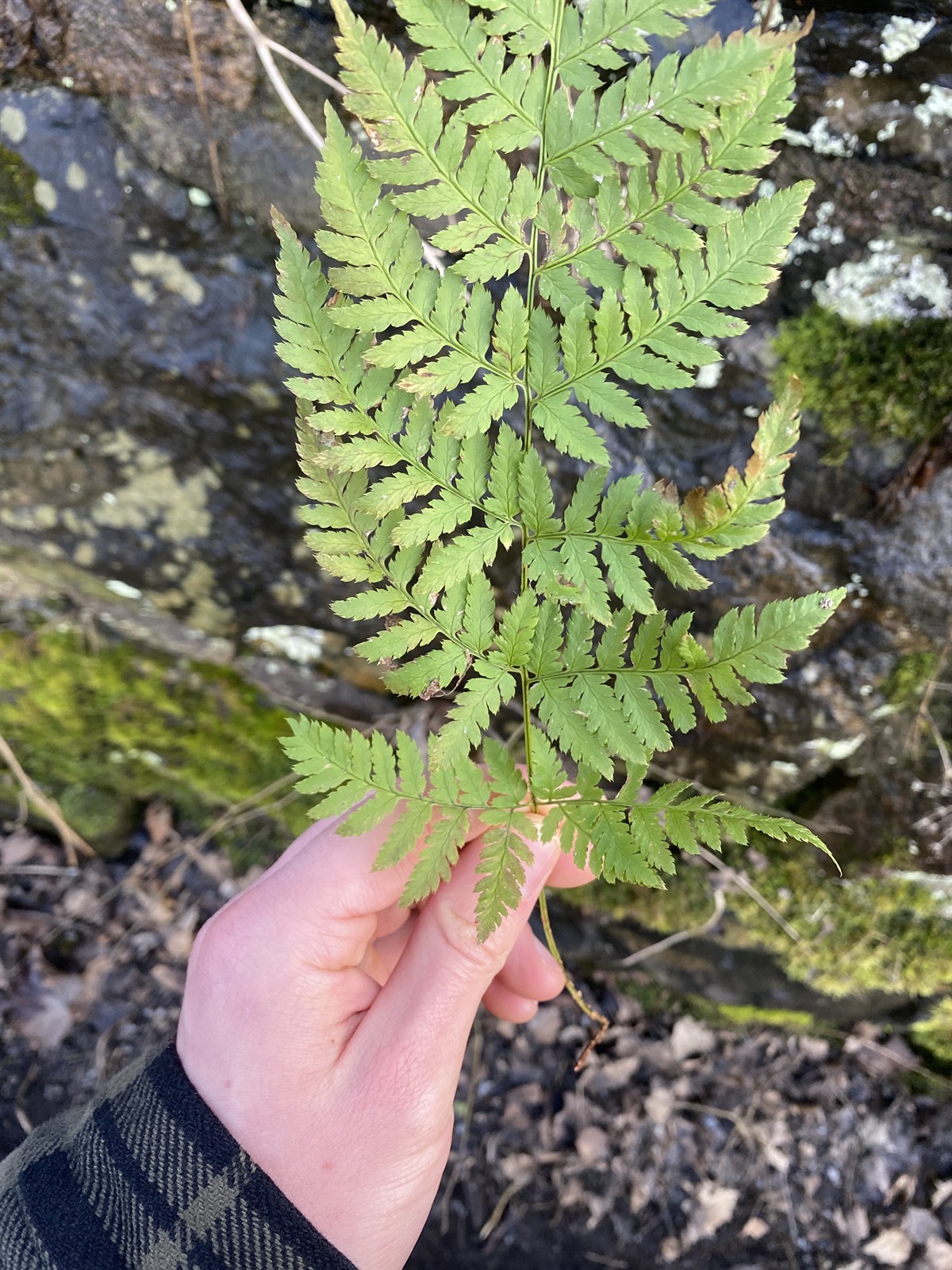 Dryopteris expansa (coast shield fern) (alternate view 10)