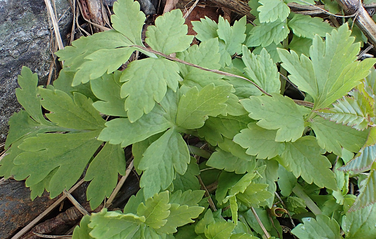 Papaver cambricum (welsh poppy) (alternate view 10)