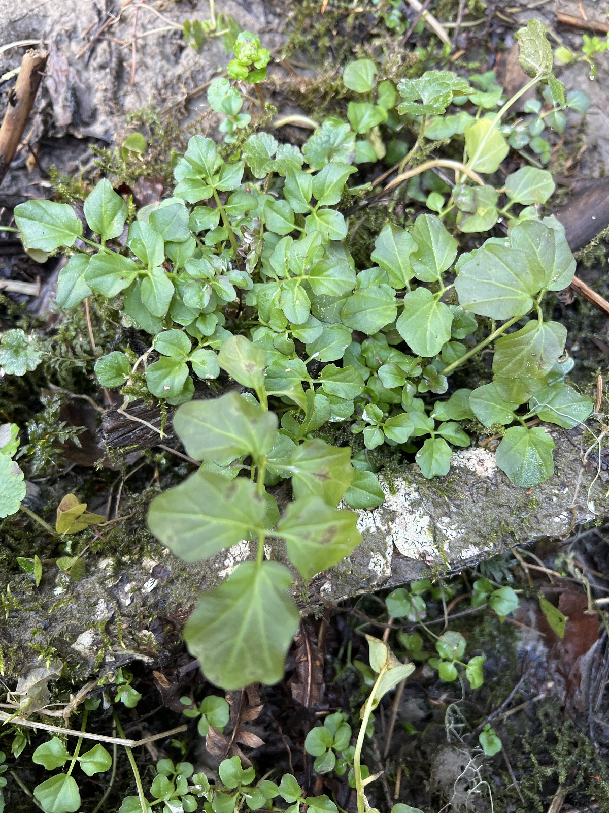 Cardamine amara (large bittercress) (alternate view 14)