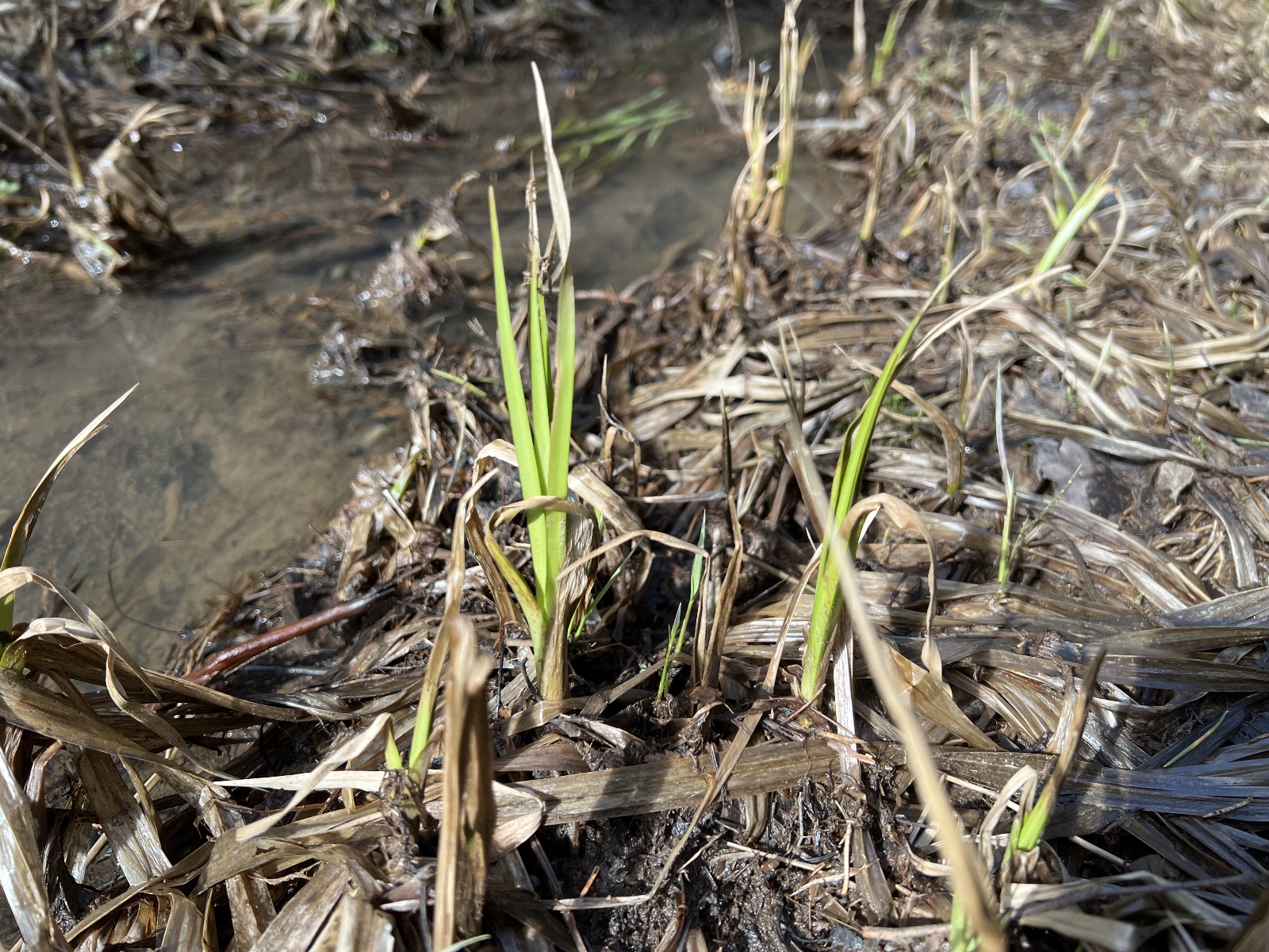 Scirpus (Scirpus Bulrushes) (alternate view 4)