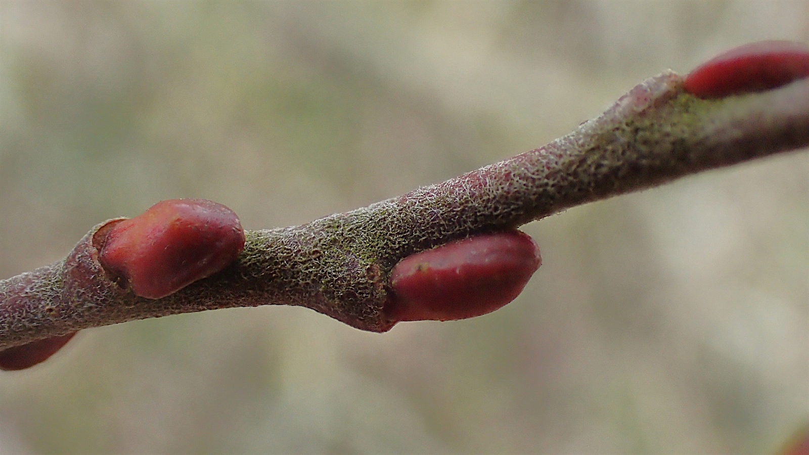 Salix aurita (Eared Willow) (alternate view 15)