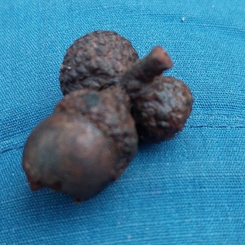 Quercus petraea (sessile oak) (alternate view 11)