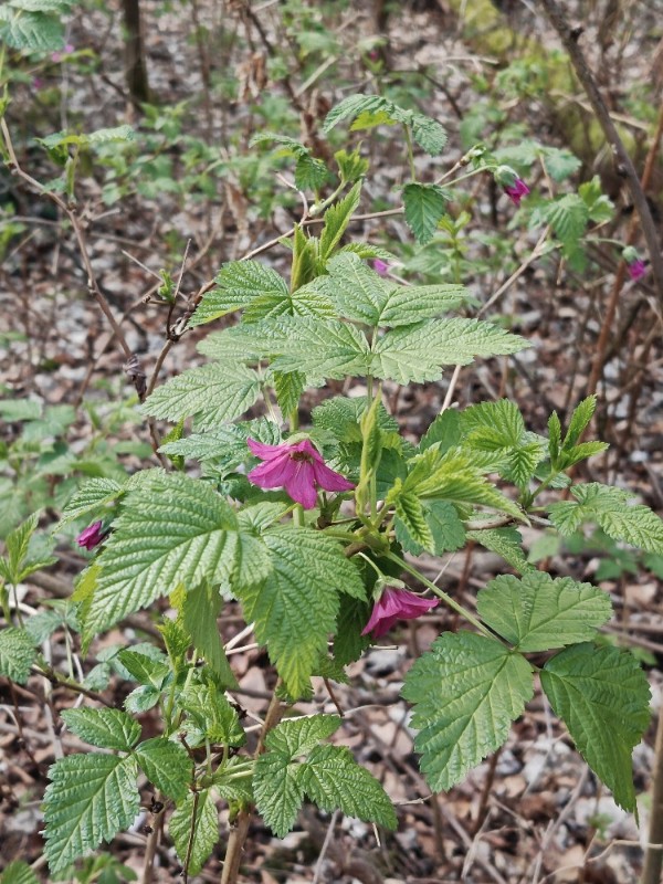 Rubus spectabilis (salmonberry) (alternate view 11)