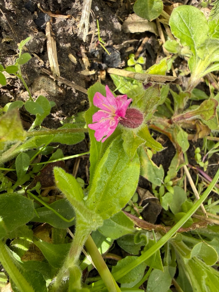 Silene dioica (red campion) (alternate view 14)