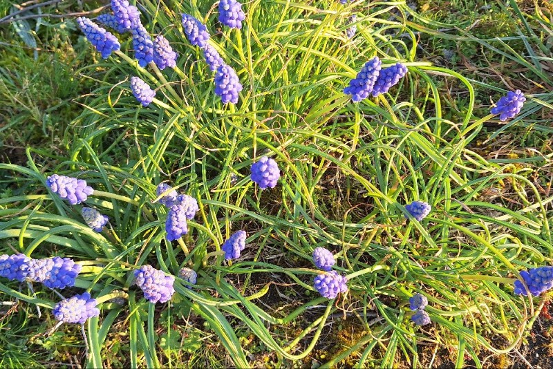 Muscari armeniacum (grape hyacinth) (alternate view 11)