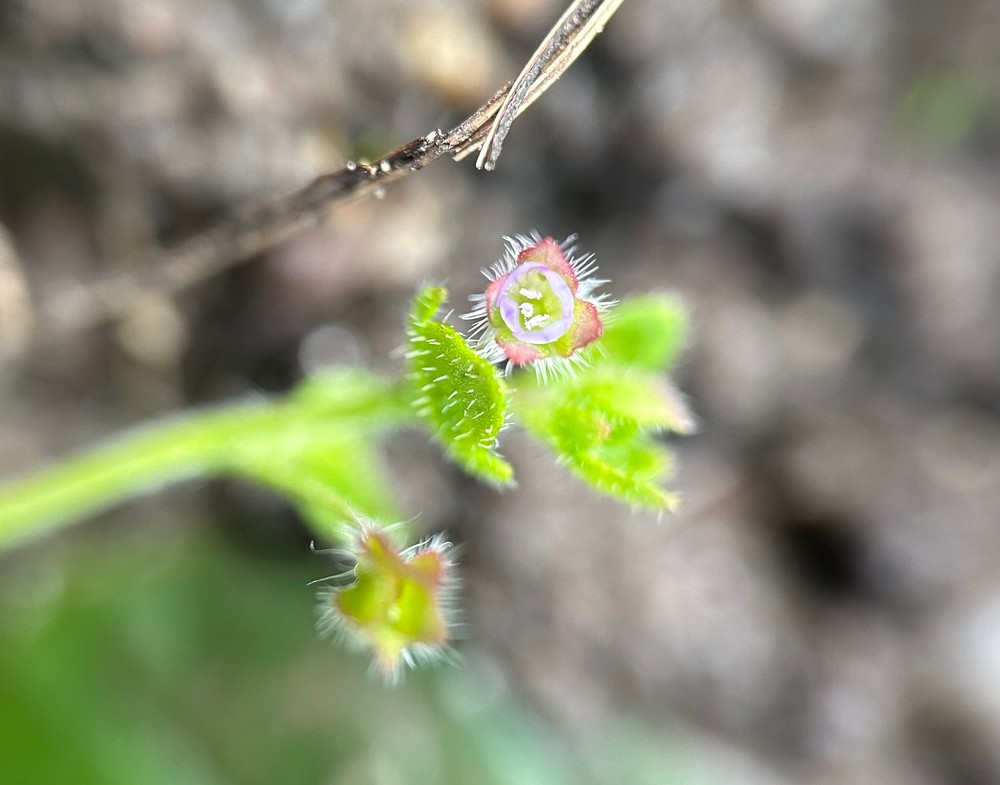 Veronica sublobata (Pink Ivy-leaved Speedwell) (alternate view 11)