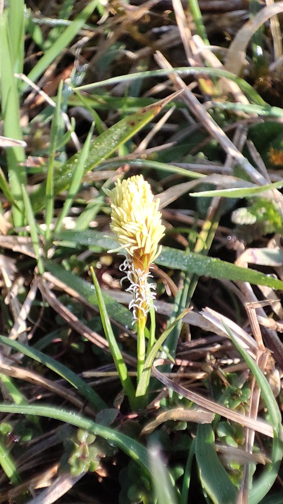 Carex caryophyllea (spring sedge) (alternate view 11)