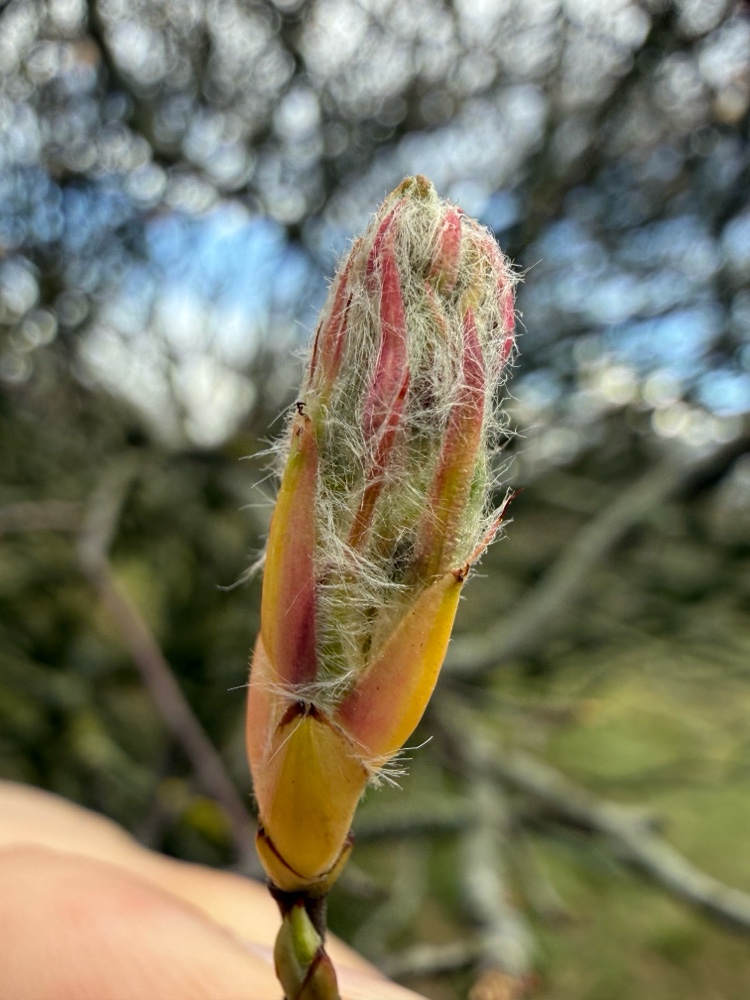 Amelanchier (serviceberries)