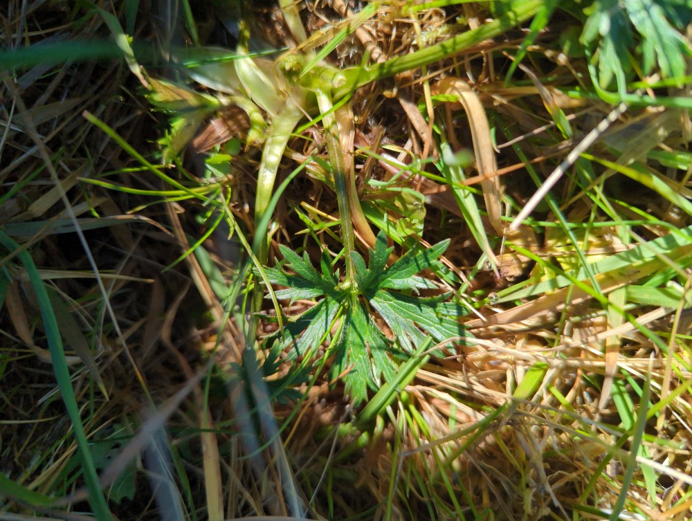 Ranunculus acris (meadow buttercup) (alternate view 15)