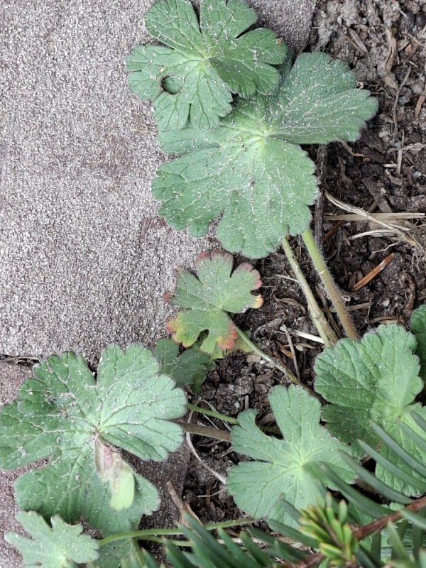 Geranium pyrenaicum (Hedgerow Crane's-bill) (alternate view 11)