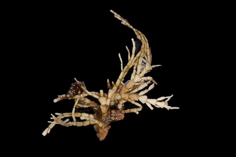 Corallina officinalis (Common Coralline) (alternate view 7)
