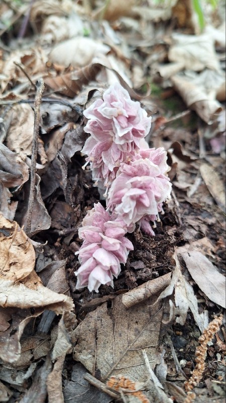 Lathraea squamaria (Common Toothwort) (alternate view 12)