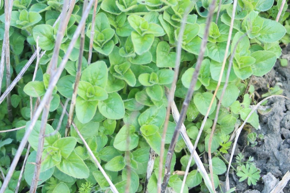 Origanum vulgare (Oregano) (alternate view 11)
