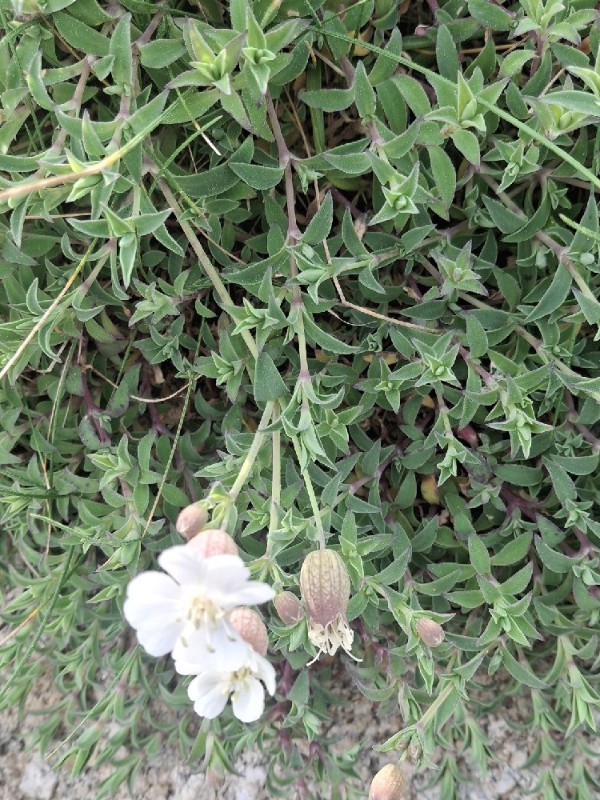 Silene uniflora (Sea Campion) (alternate view 12)