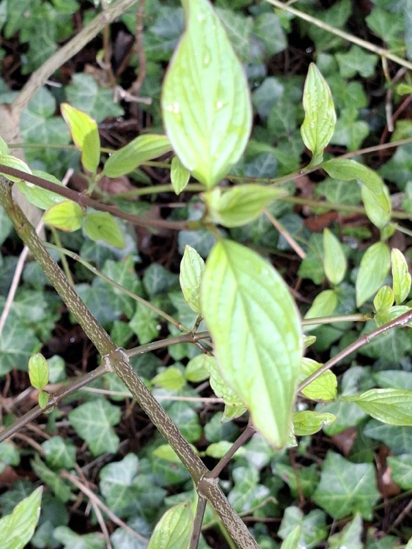 Cornus sanguinea