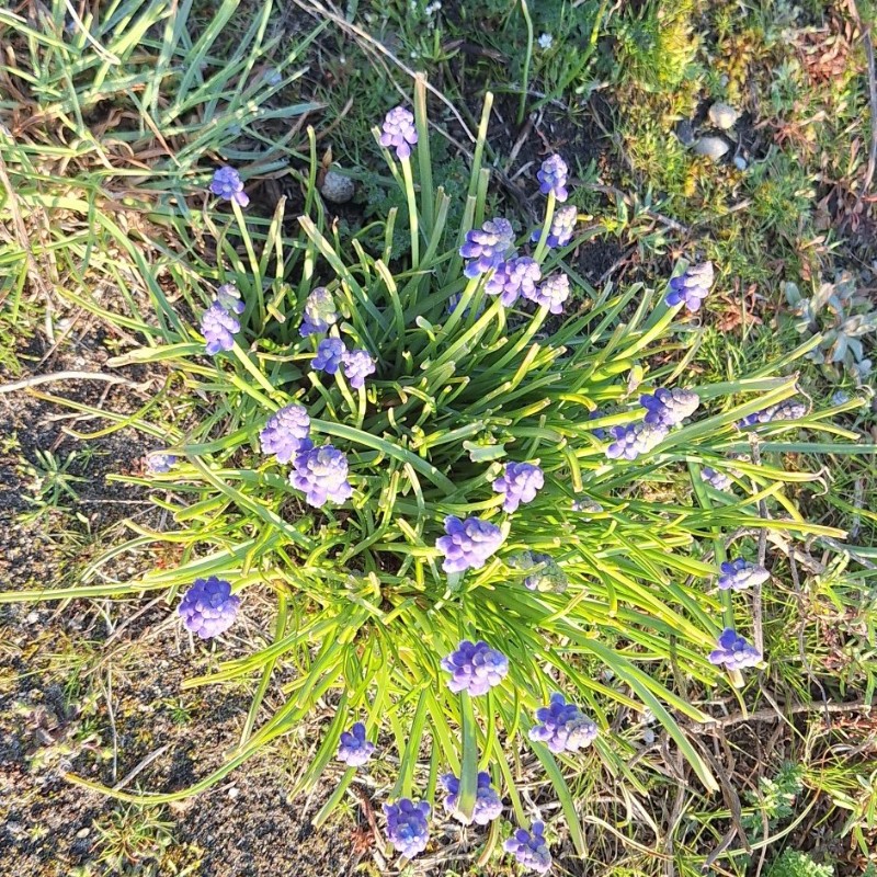 Muscari armeniacum (grape hyacinth) (alternate view 12)