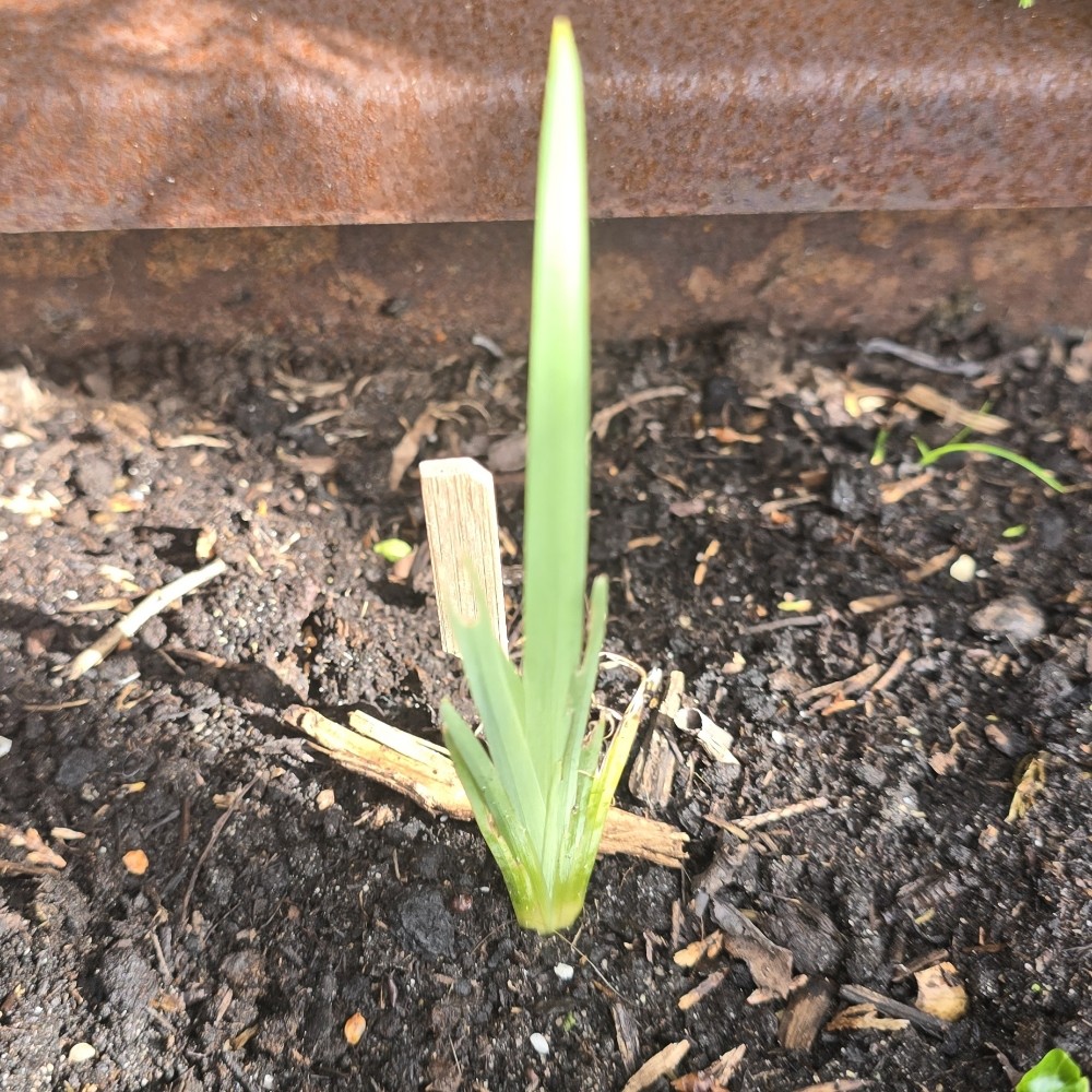 Iris pseudacorus (Yellow Iris) (alternate view 13)