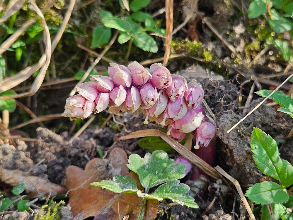Lathraea squamaria (Common Toothwort) (alternate view 14)
