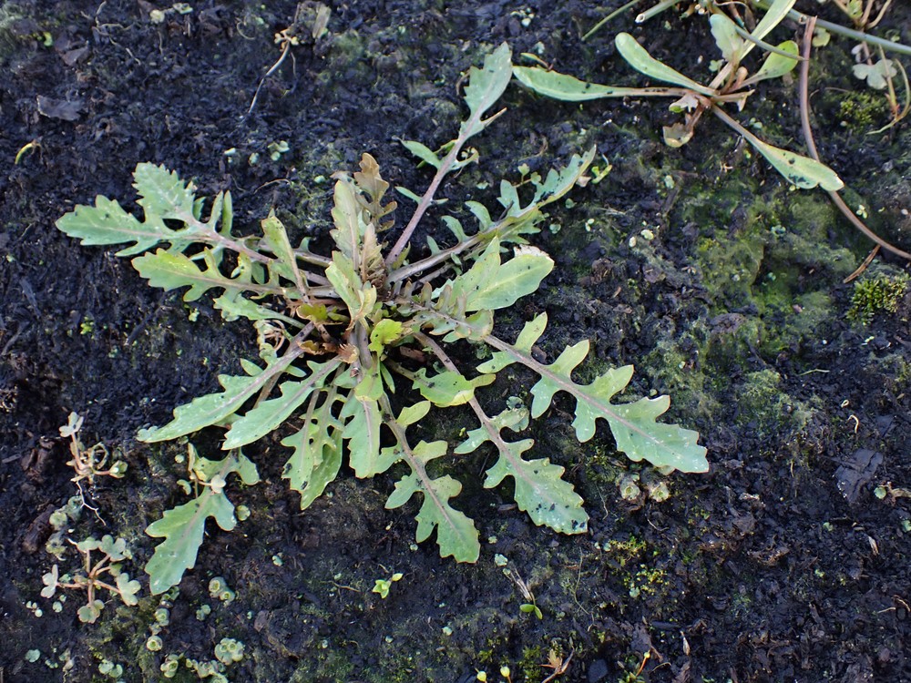 Rorippa (yellowcresses) (alternate view 2)