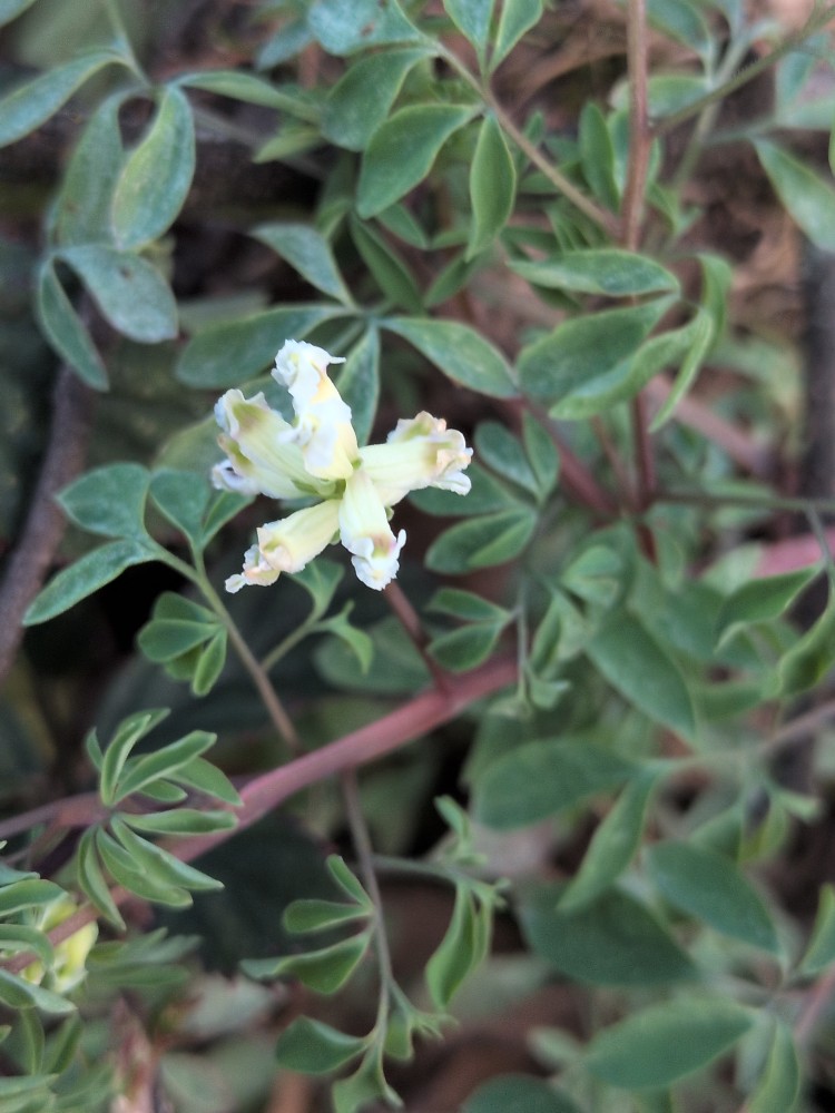Ceratocapnos claviculata (Climbing Corydalis) (alternate view 13)