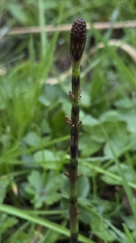 Equisetum arvense (common horsetail (native)) (alternate view 11)