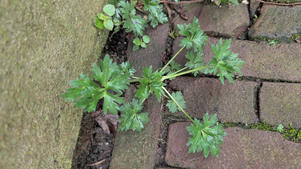 Ranunculus acris (meadow buttercup) (alternate view 13)