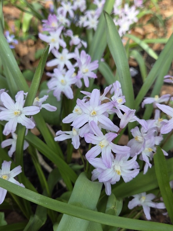 Scilla forbesii (Forbes' Glory-of-the-snow) (alternate view 11)