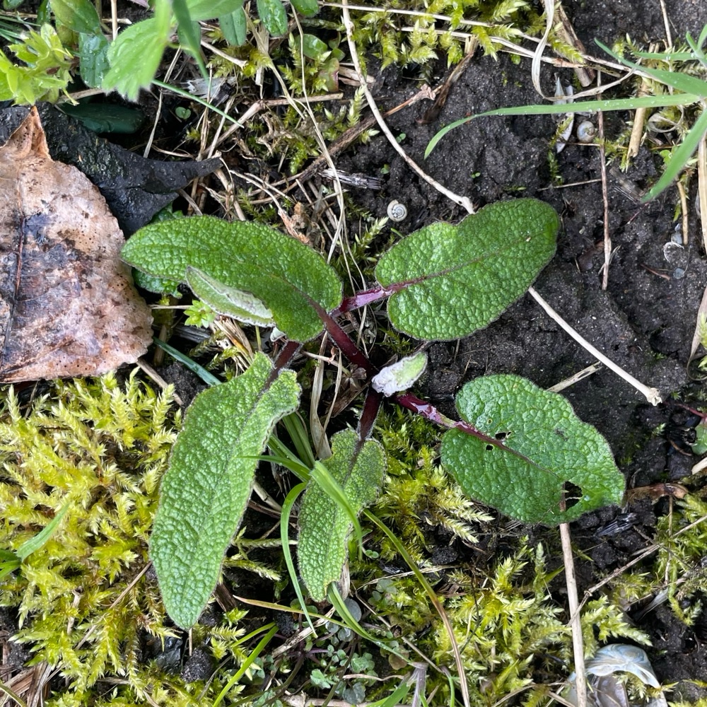 Verbascum nigrum (Dark Mullein) (alternate view 14)