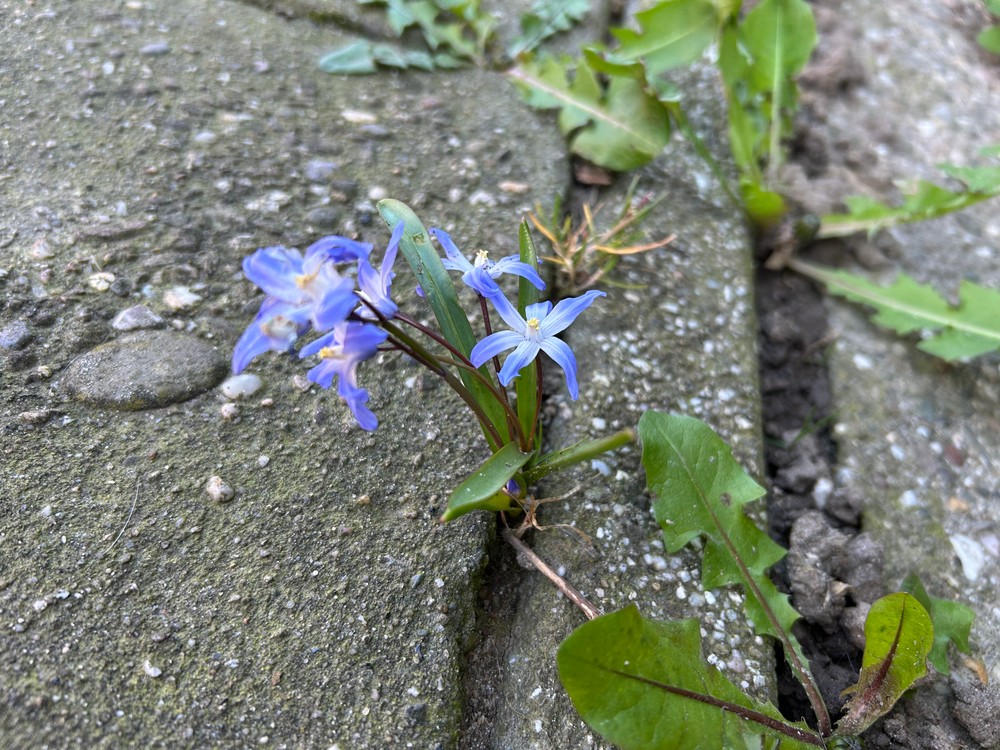 Scilla forbesii (Forbes' Glory-of-the-snow) (alternate view 12)