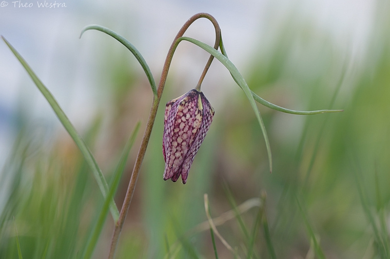Fritillaria meleagris (snakes-head fritillary) (alternate view 12)
