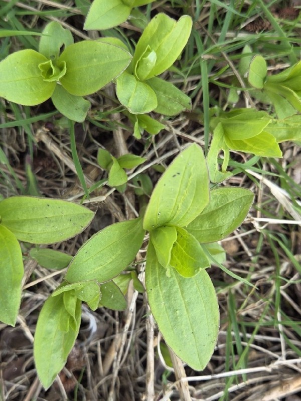 Saponaria officinalis (common soapwort) (alternate view 11)