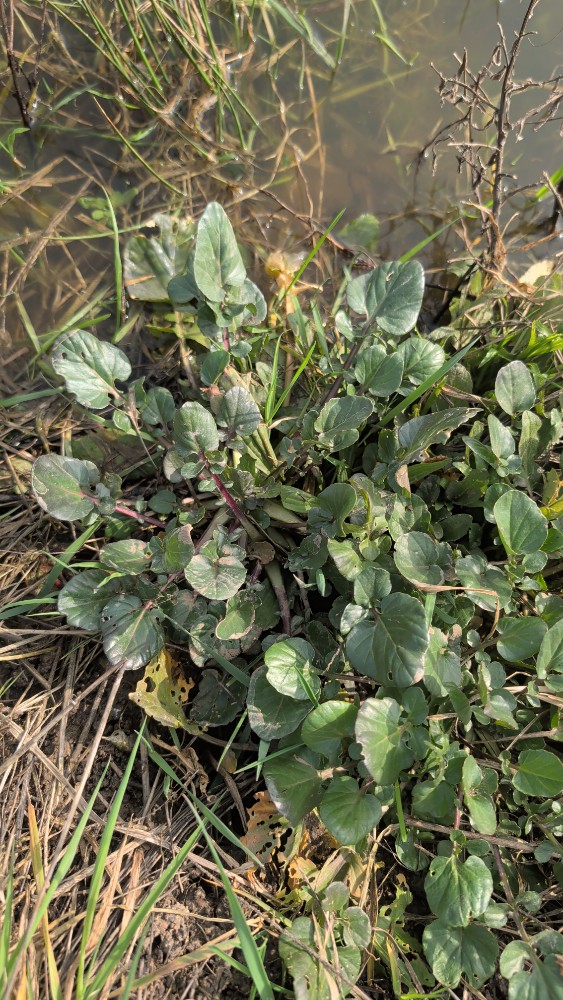 Barbarea (wintercresses)