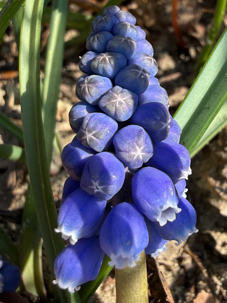 Muscari armeniacum (grape hyacinth) (alternate view 13)