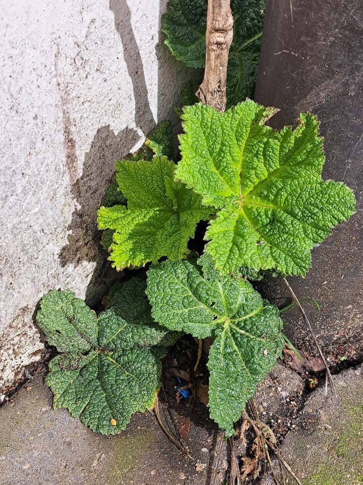 Alcea (hollyhocks)
