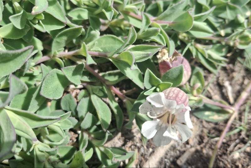 Silene uniflora (Sea Campion) (alternate view 11)