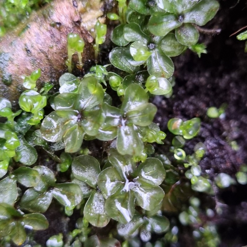 Rhizomnium punctatum (Dotted Thyme-moss) (alternate view 7)