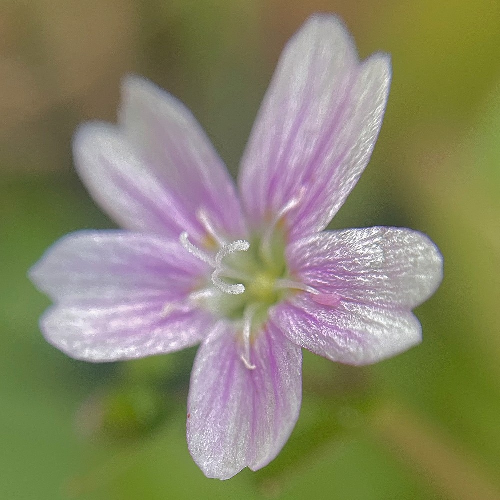 Claytonia sibirica (Siberian miner's-lettuce) (alternate view 12)
