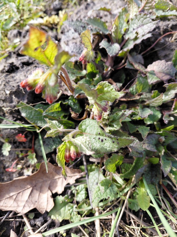 Symphytum grandiflorum (Creeping Comfrey) (alternate view 13)