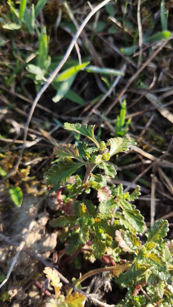 Teucrium chamaedrys (Wall Germander) (alternate view 11)