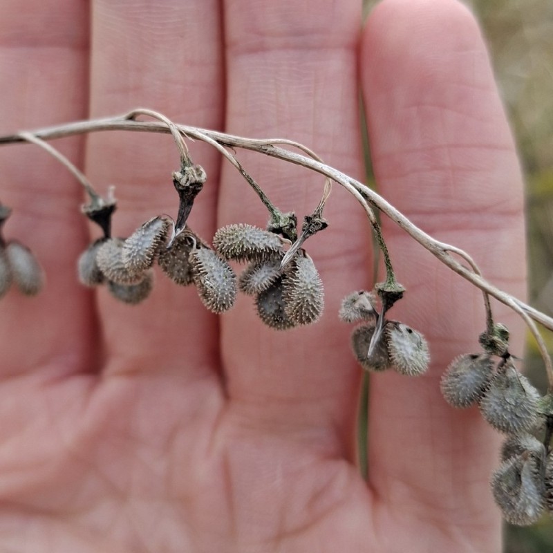 Cynoglossum officinale (hound's-tongue) (alternate view 10)