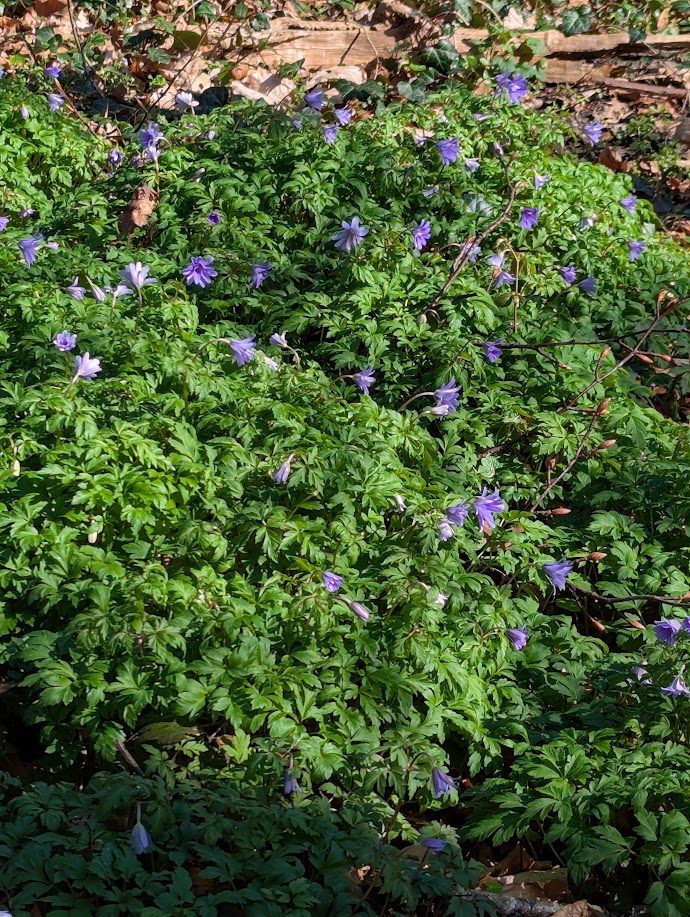 Anemonoides apennina (Blue Anemone) (alternate view 8)