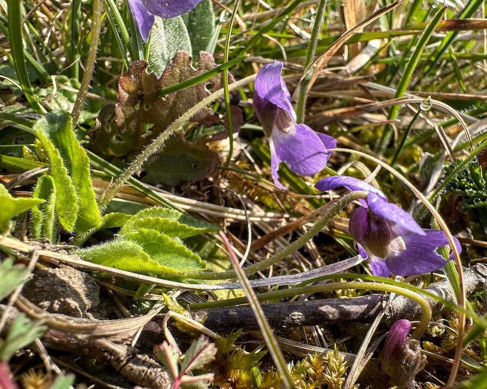 Viola hirta (Hairy Violet) (alternate view 13)