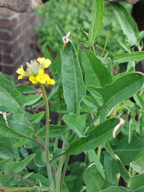 Sisymbrium orientale (eastern rocket) (alternate view 11)