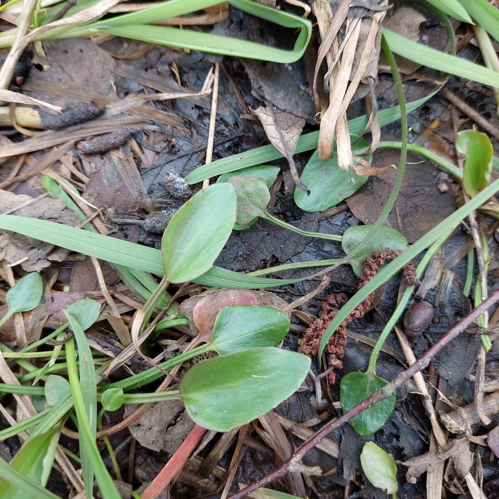 Ranunculus flammula (Lesser Spearwort) (alternate view 11)