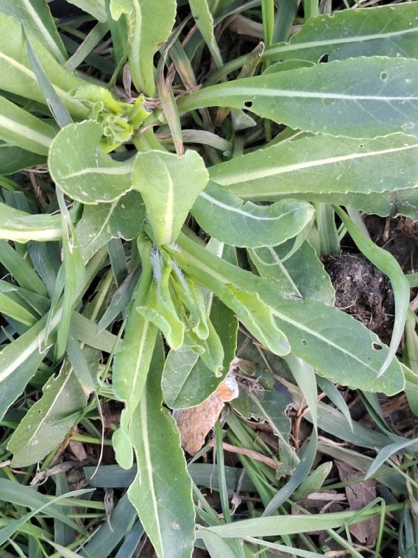 Isatis tinctoria (alternate view 3)