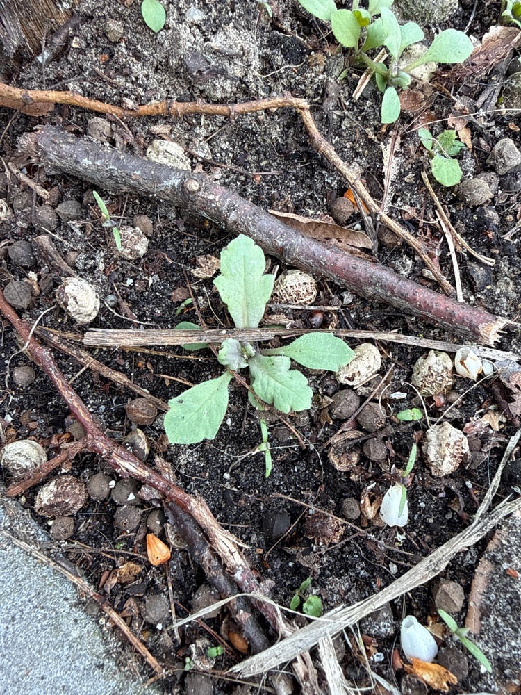 Papaver somniferum (opium poppy) (alternate view 11)