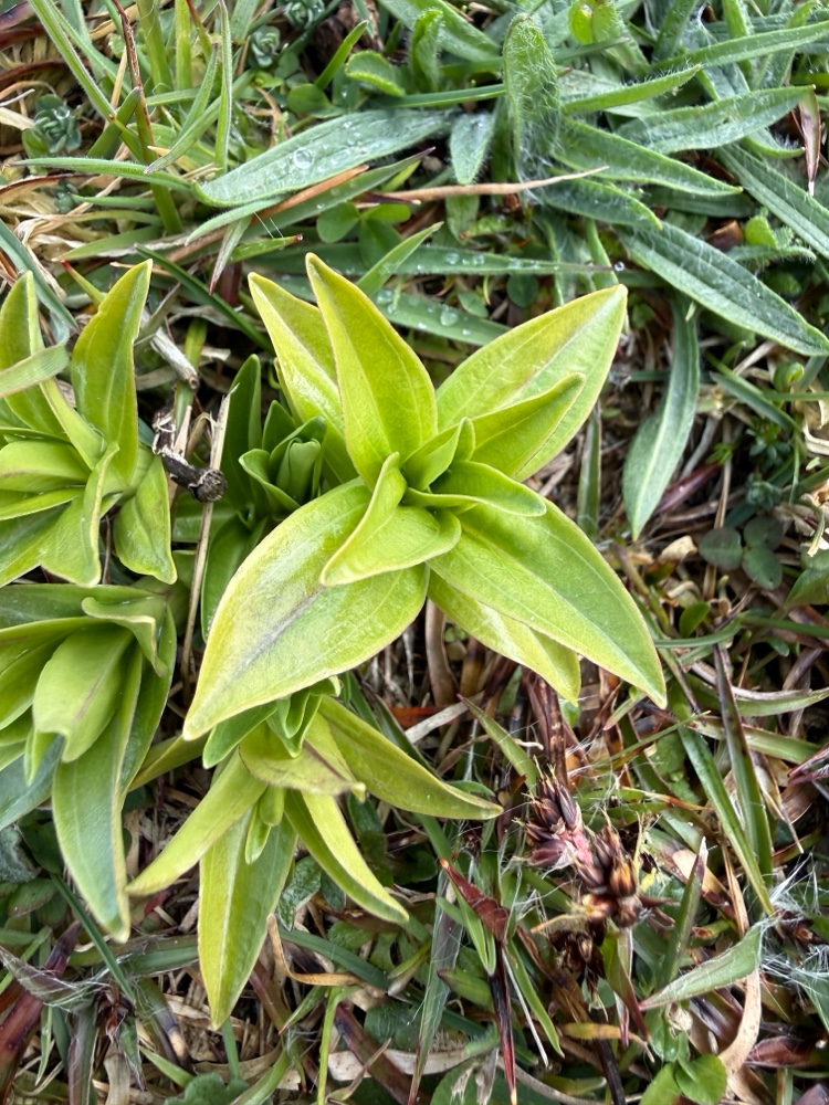 Gentiana (Gentians) (alternate view 3)